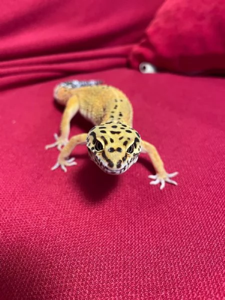 Gechi Leopardini Adulti con Teche e Accessori – Cessione Unica Zona Torino –  | Foto 1