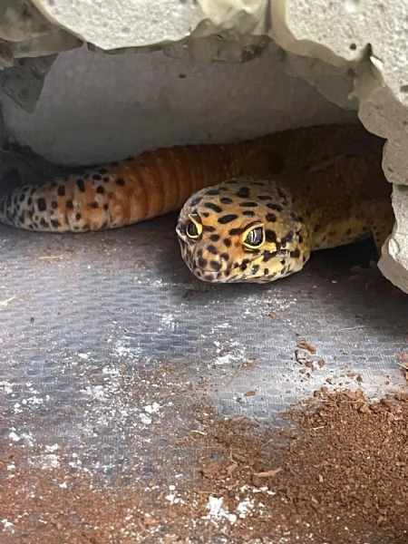 Gechi Leopardini Adulti con Teche e Accessori – Cessione Unica Zona Torino –  | Foto 0