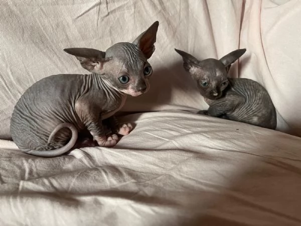 Cuccioli di sphynx 