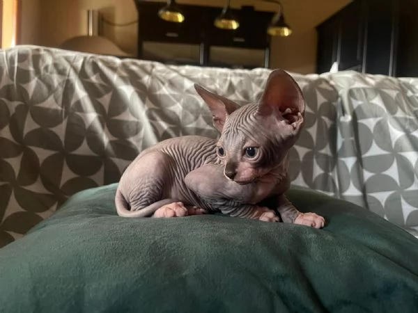 Cuccioli di sphynx  | Foto 4