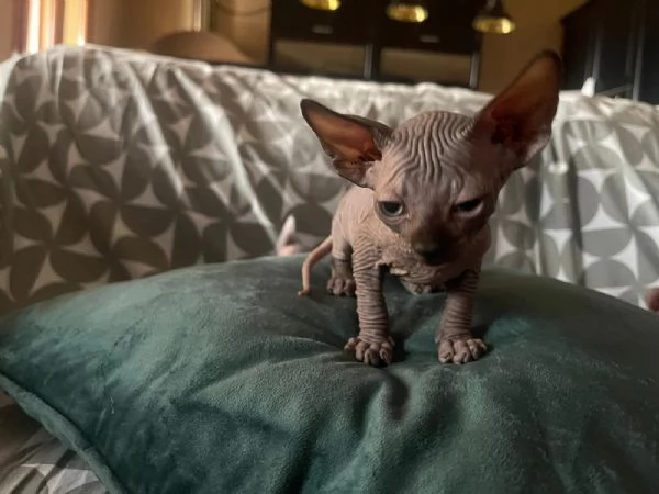 Cuccioli di sphynx  | Foto 3