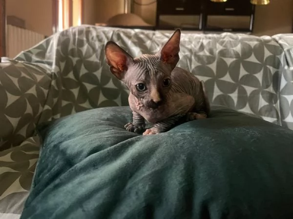 Cuccioli di sphynx  | Foto 2