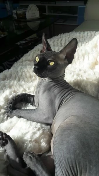 Cuccioli di sphynx  | Foto 1