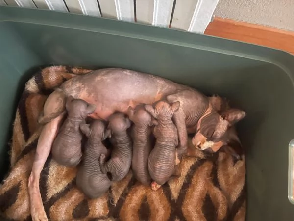 Cuccioli di sphynx  | Foto 0