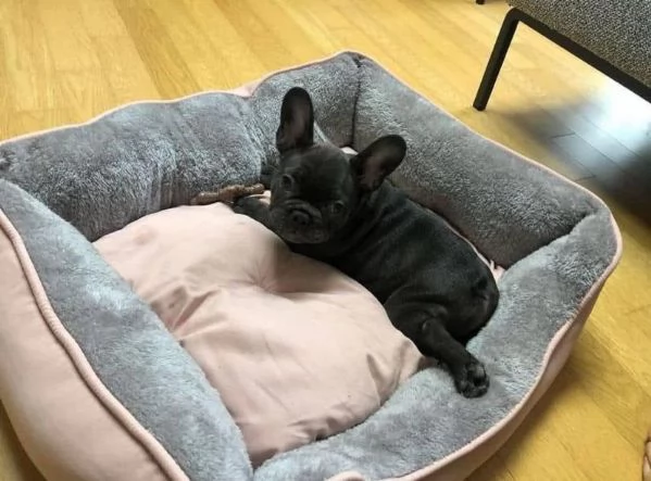 REGALO BOULEDOGUE FRANCAISE DISPONIBILI | Foto 0