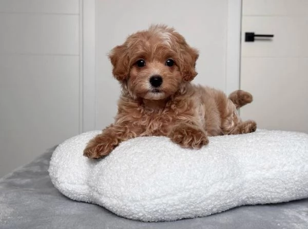 Offrire per l'adozione maschio e femmina barboncino Toy | Foto 0