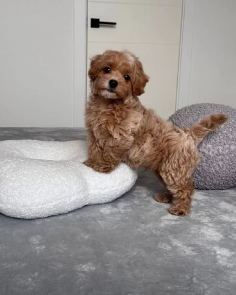 Offrire per l'adozione maschio e femmina barboncino Toy