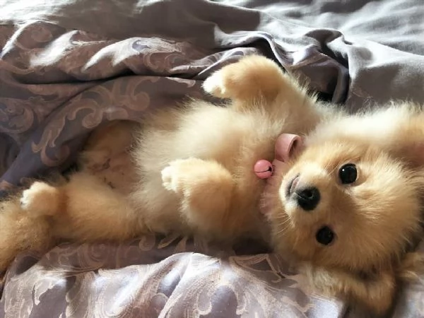 REGALO SPLITZ POMERANIAN  | Foto 0