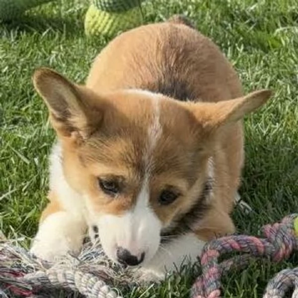 REGALO welsh  corgi
