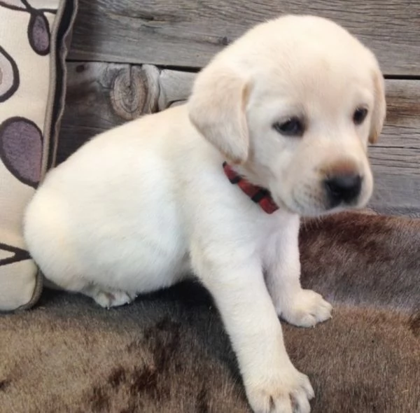 REGALO Labrador MASCHIO | Foto 0