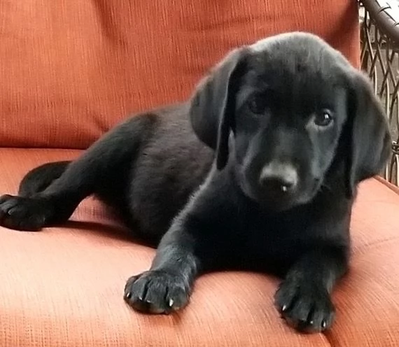 REGALO Labrador MASCHIO