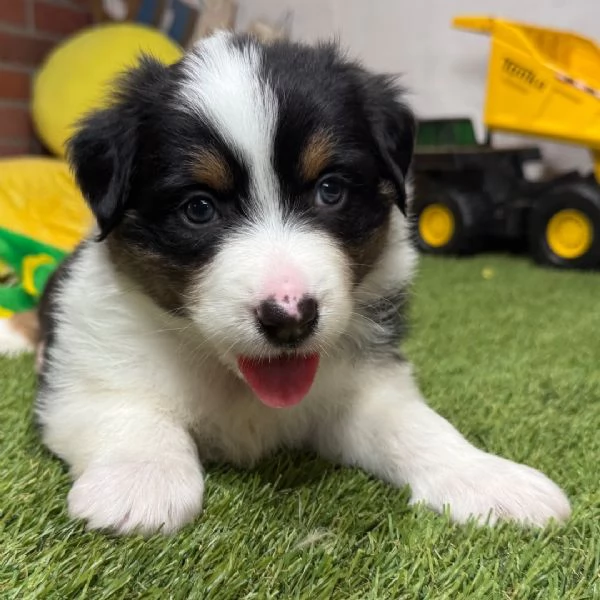 Tedesco australiano disponibili maschio e femmina 