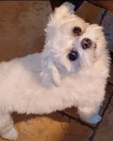 Regalo havanese maschio e femmina… | Foto 0