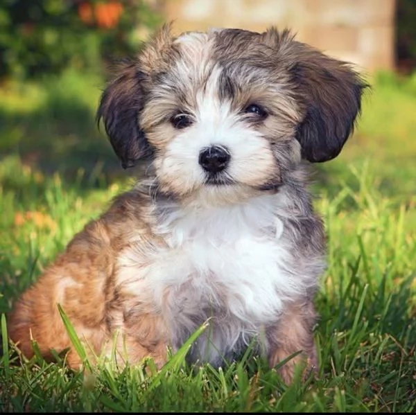 Regalo havanese maschio e femmina…