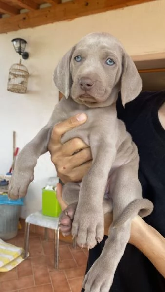 Regalo Weimaraner maschio e femmina 