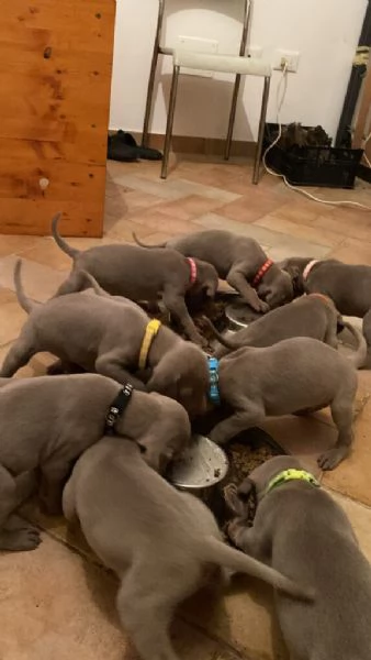 Regalo Weimaraner maschio e femmina  | Foto 0
