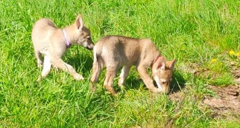 Regalo cucciolo lupo | Foto 0