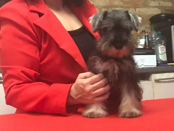 Regalo Zergschnauzer