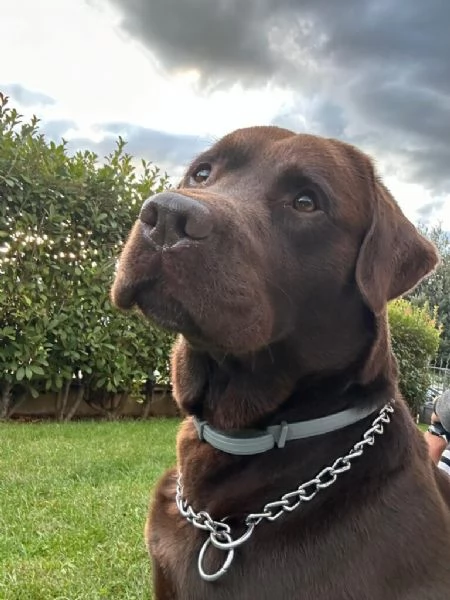 Regalo Labrador  | Foto 0