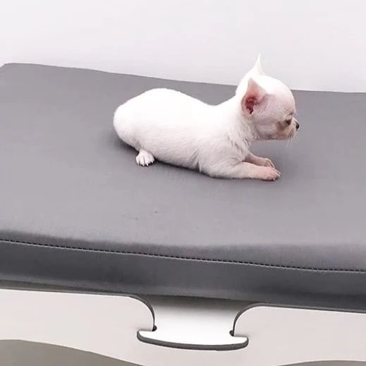 Offrire per l'adozione maschio e femmina chihuahua Toy | Foto 0