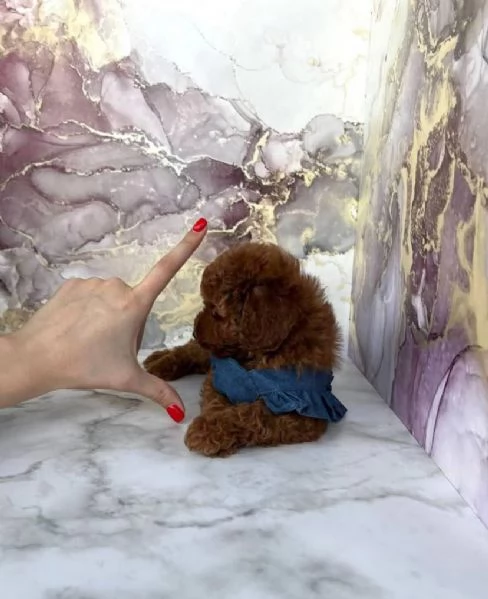 Barboncino red head nana e toy  | Foto 0