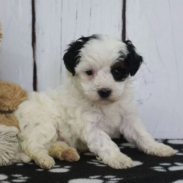 Disponibili Lagotto Romagnolo di razza pura maschio e femmina | Foto 0