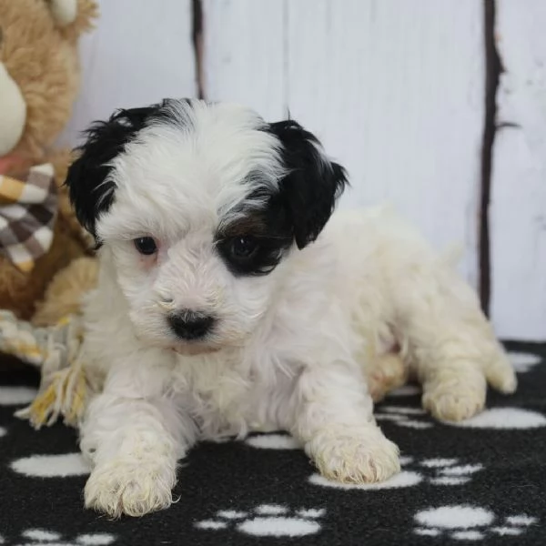 Disponibili Lagotto Romagnolo di razza pura maschio e femmina