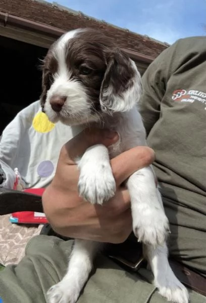 Bellissima maschio e  femminuccia di Cocker spaniel inglese disponibile | Foto 0