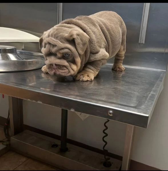Disponibili Bulldog di razza pura maschio e femmina