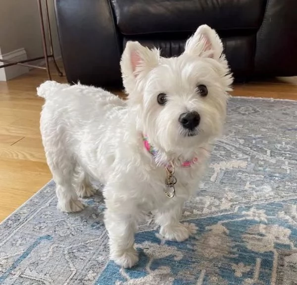 Bellissima maschio e  femminuccia di West highlander White disponibile