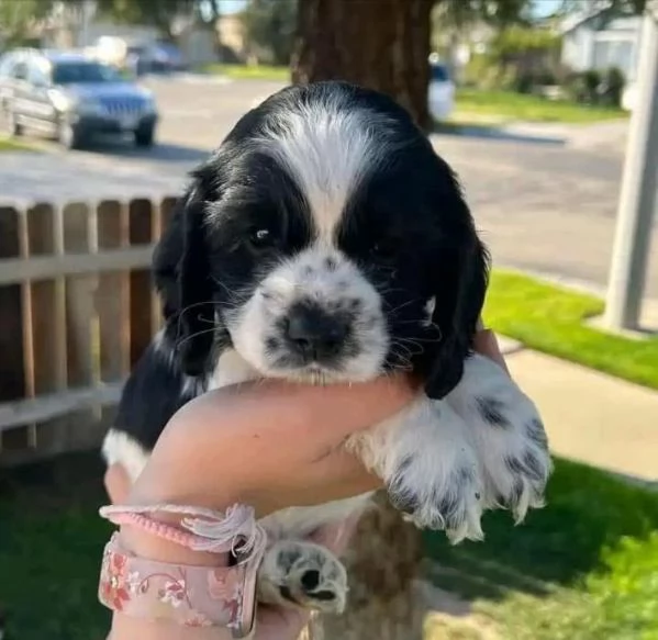 Bellissima maschio e  femminuccia di Cocker spaniel disponibile | Foto 0