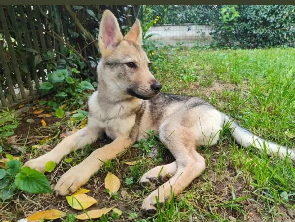 Cucciolo lupo disponibile | Foto 0