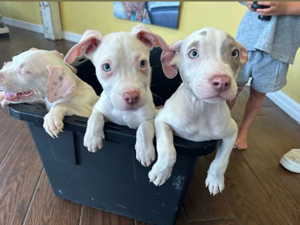 Pitbull Bianca e nero maschio e femmina disponibili  | Foto 0