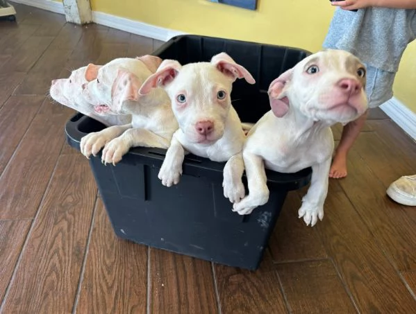 Pitbull Bianca e nero maschio e femmina disponibili 