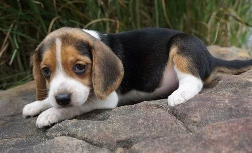 Disponibili Beagle di razza pura maschio e femmina