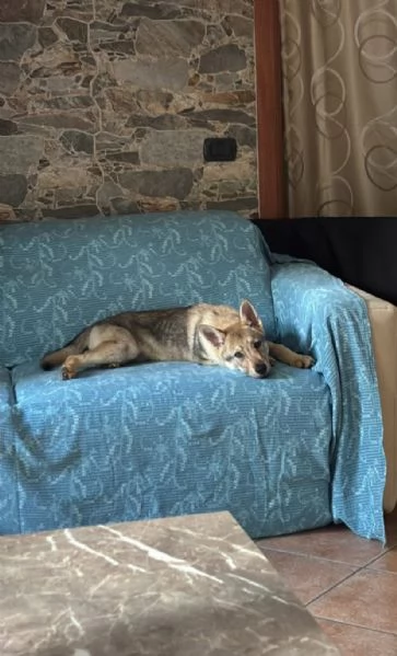 Regalo cucciolo lupo  maschio e femmina 