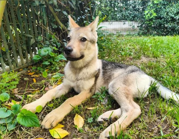 Regalo cucciolo lupo  maschio e femmina  | Foto 0