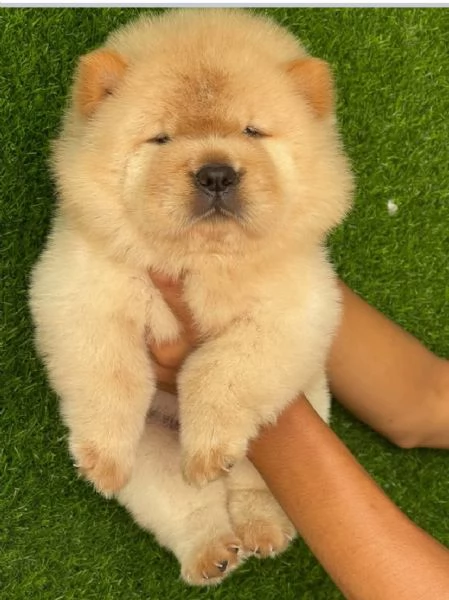 Dolce Chow chow Razza pura  | Foto 0
