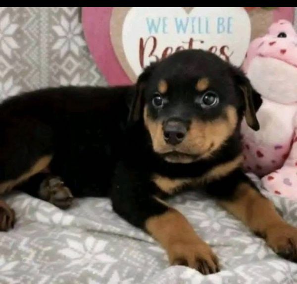 Regalo Rottweilers maschio e femmina  Razza pura  | Foto 1