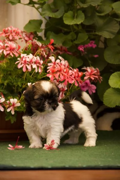 Shih tzu