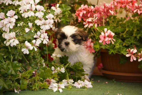 Shih tzu | Foto 4