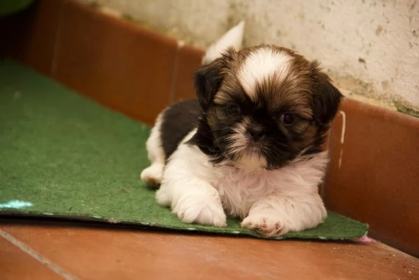 Shih tzu | Foto 2