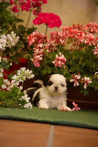 Shih tzu | Foto 1