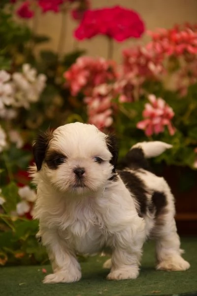 Shih tzu | Foto 0