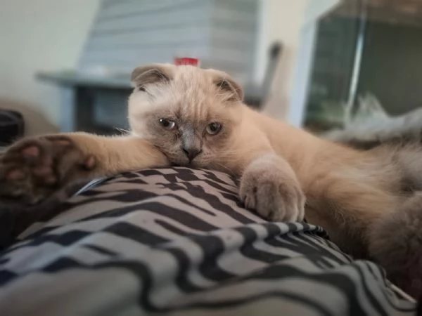 Gattino scottish fold 