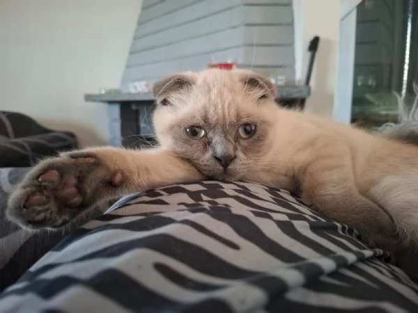 Gattino scottish fold  | Foto 1