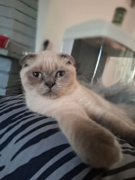 Gattino scottish fold  | Foto 0