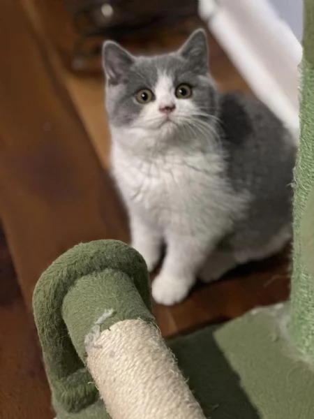 Gatti British shorthair | Foto 0
