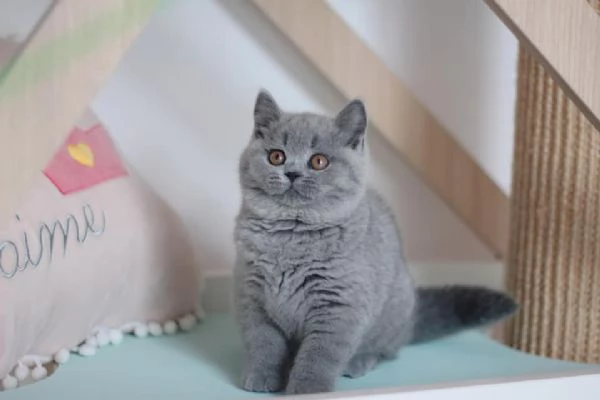 British Shorthair aspetta casa