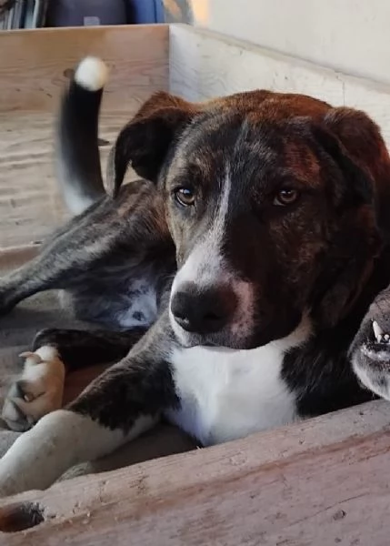 Regalo Incrocio Border Collie